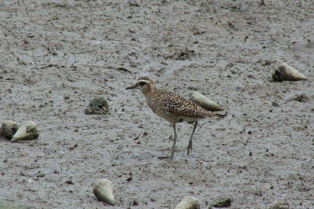 Pacific Golden Plover