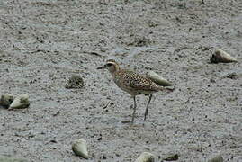 Pacific Golden Plover