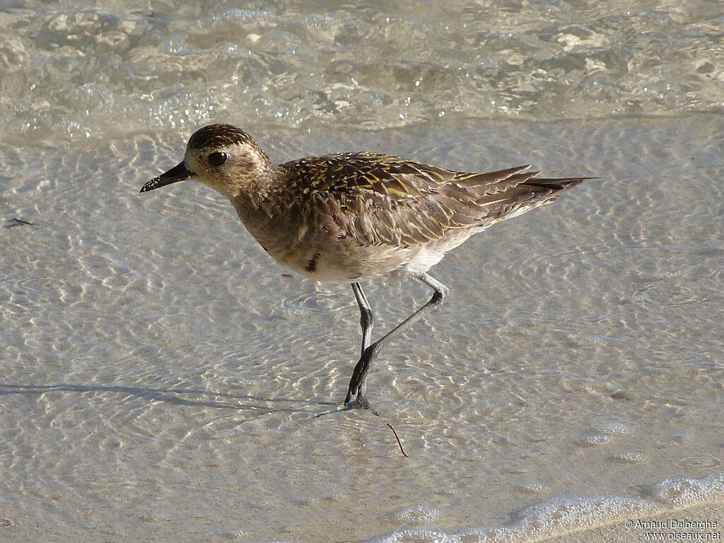 Pacific Golden Plover