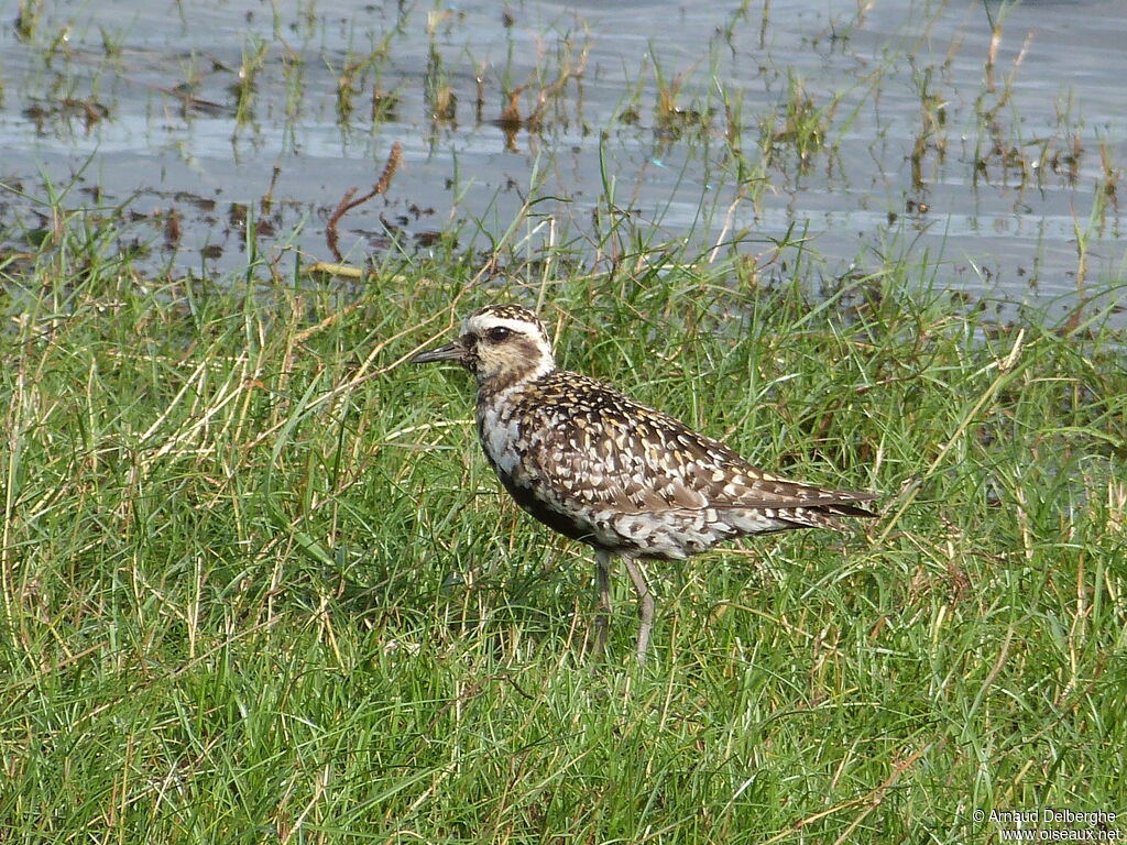 Pacific Golden Plover