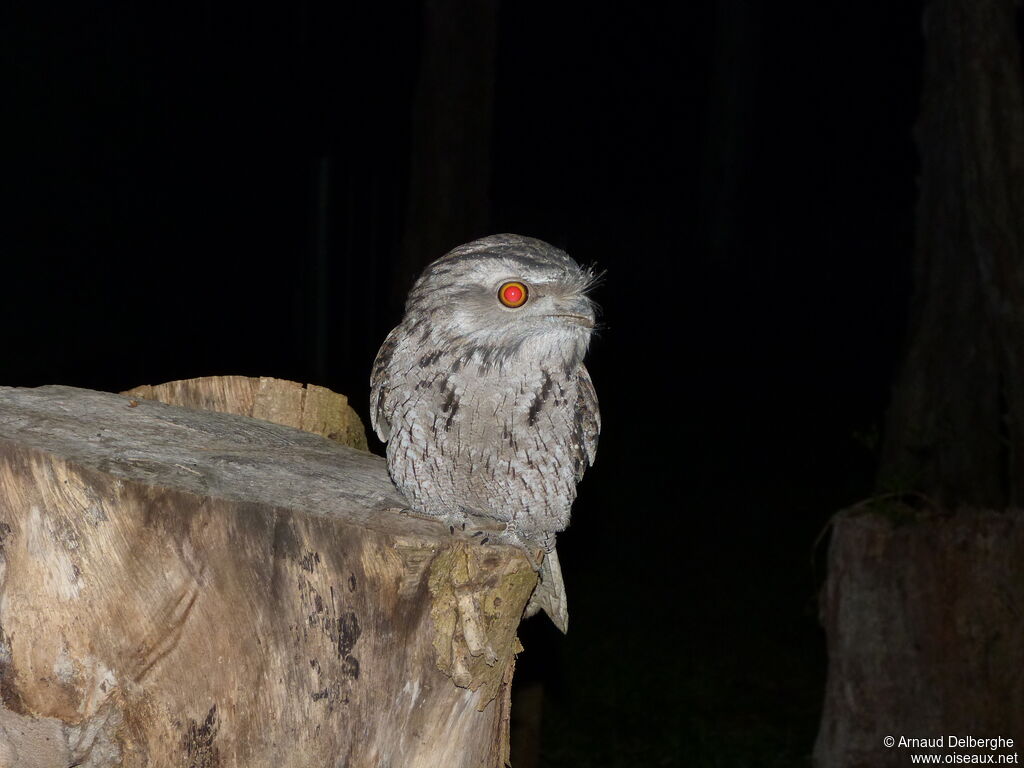 Tawny Frogmouth