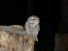 Tawny Frogmouth