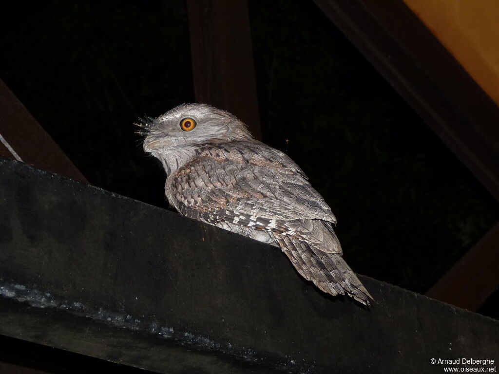 Tawny Frogmouth