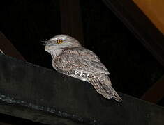 Tawny Frogmouth