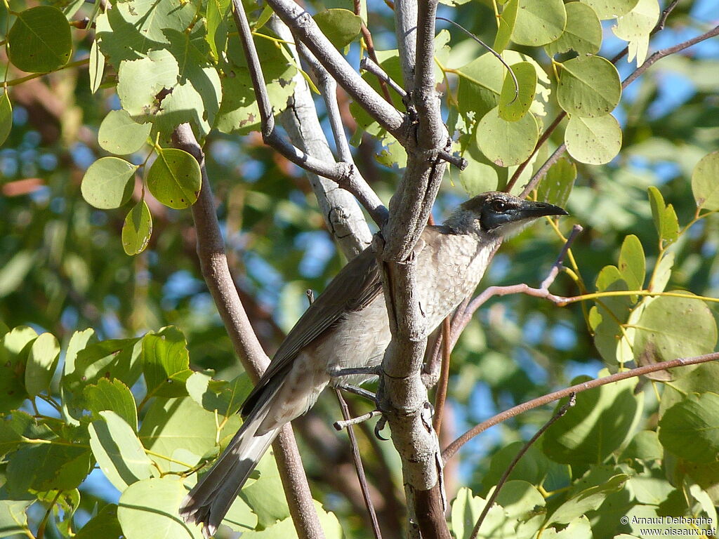 Little Friarbird