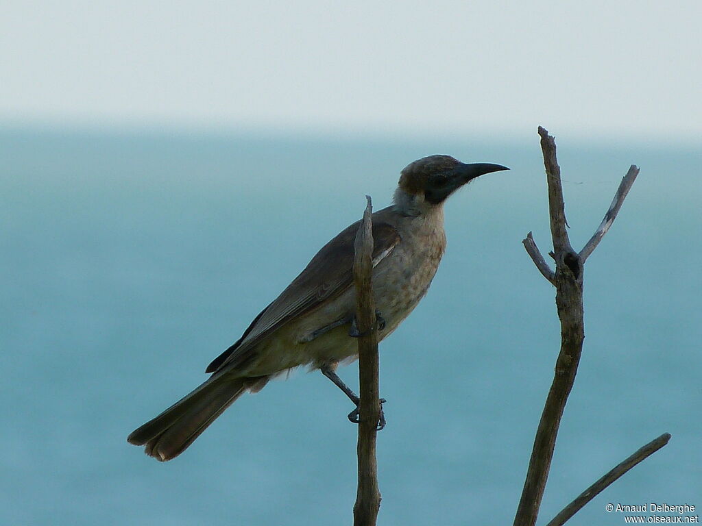 Little Friarbird