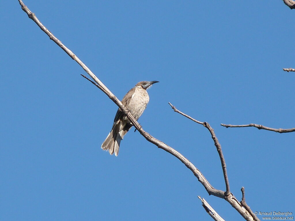 Little Friarbird