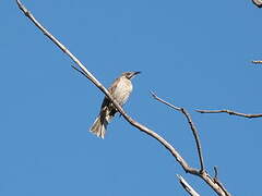 Little Friarbird