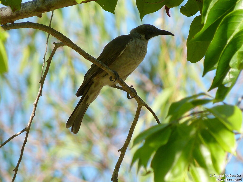 Little Friarbird