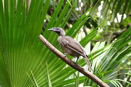 Helmeted Friarbird