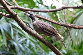 Helmeted Friarbird