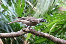 Helmeted Friarbird