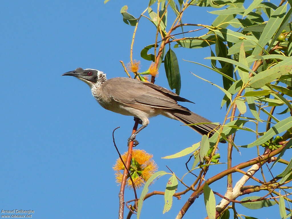 Polochion couronnéadulte, identification