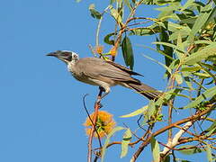 Silver-crowned Friarbird