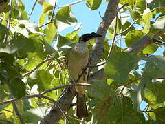 Silver-crowned Friarbird