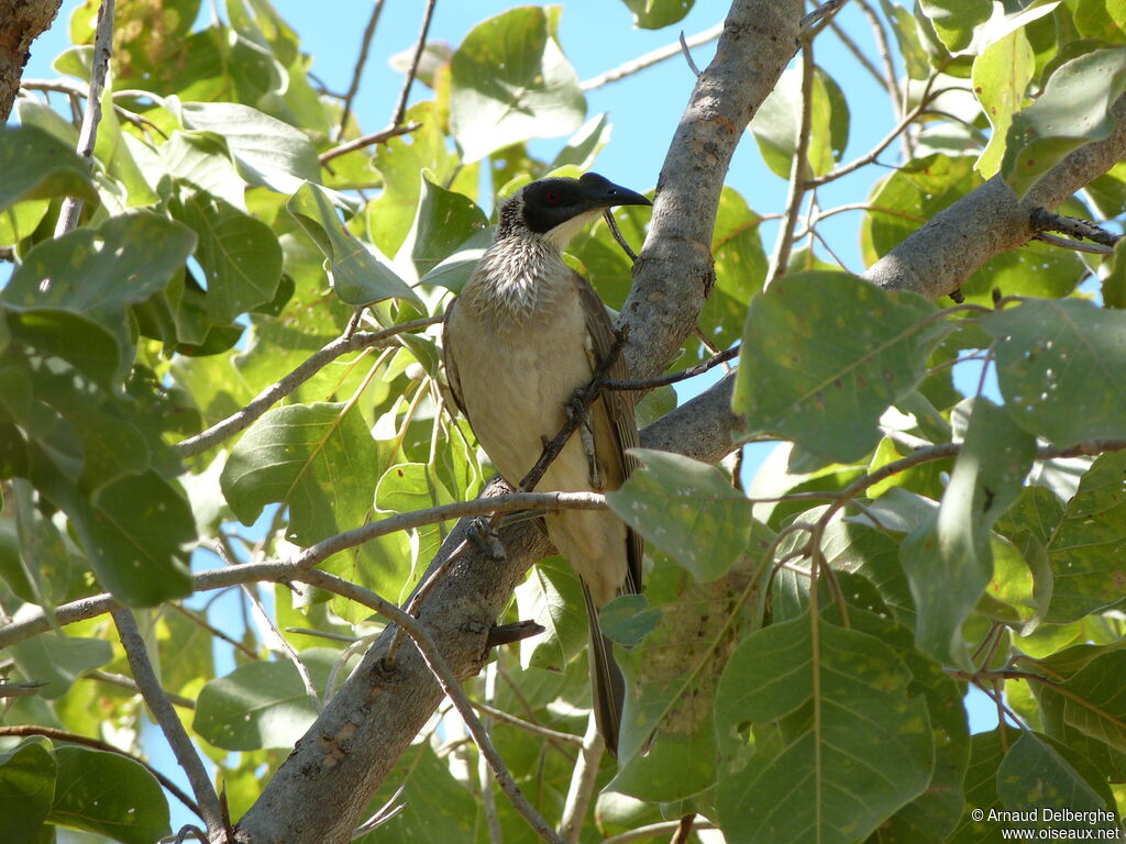 Silver-crowned Friarbird