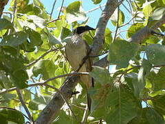 Silver-crowned Friarbird