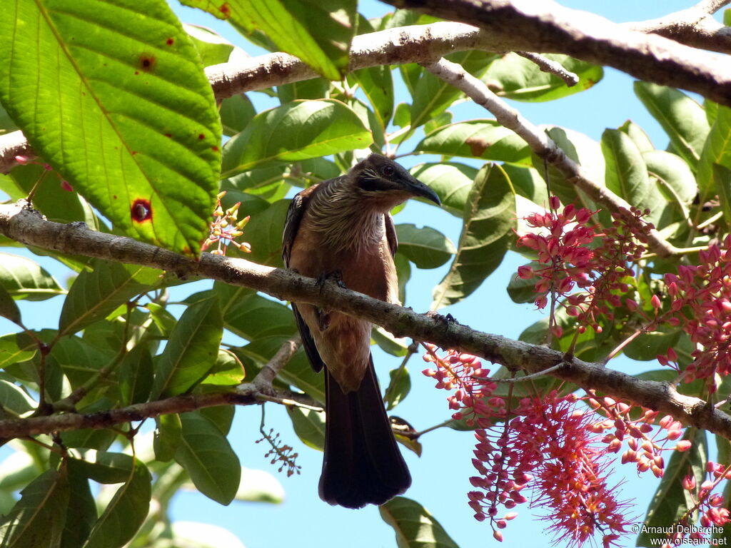 New Caledonian Friarbird