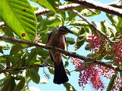 New Caledonian Friarbird