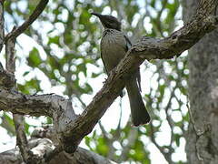 New Caledonian Friarbird