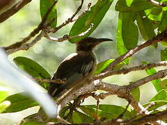 New Caledonian Friarbird