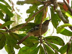 New Caledonian Friarbird