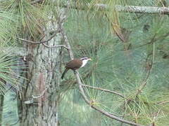 Sri Lanka Scimitar Babbler