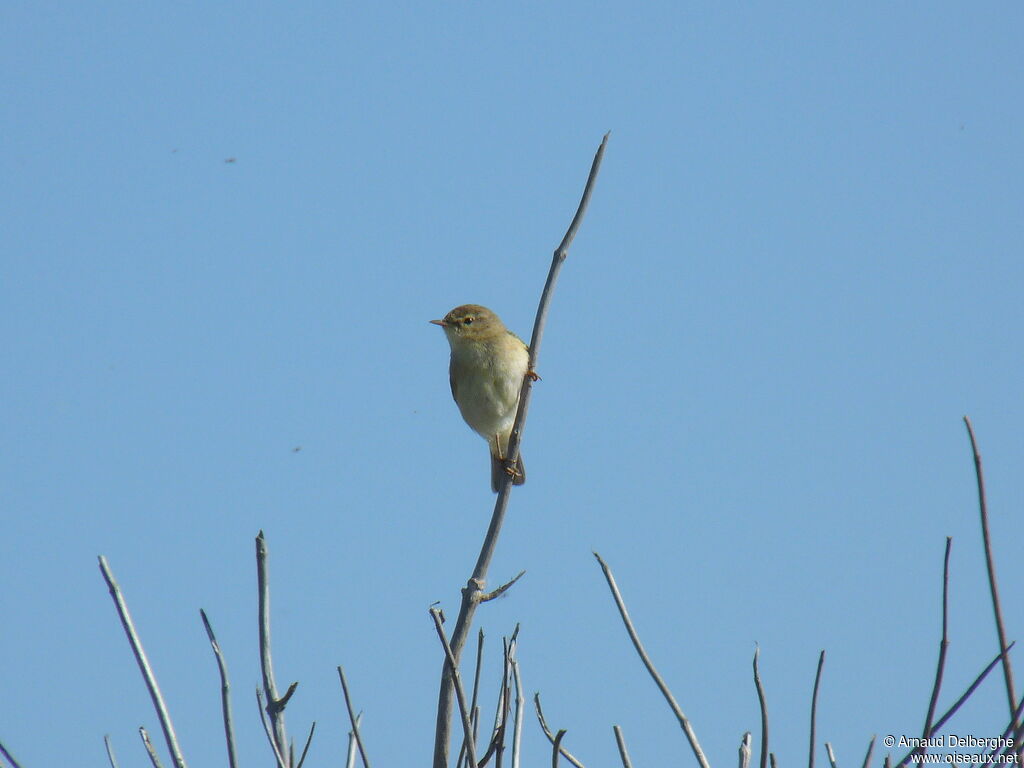 Willow Warbler