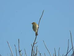 Willow Warbler