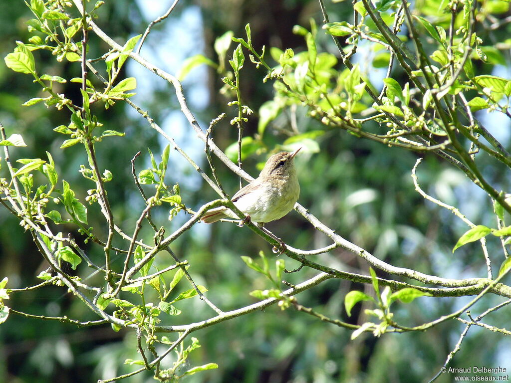 Willow Warbler