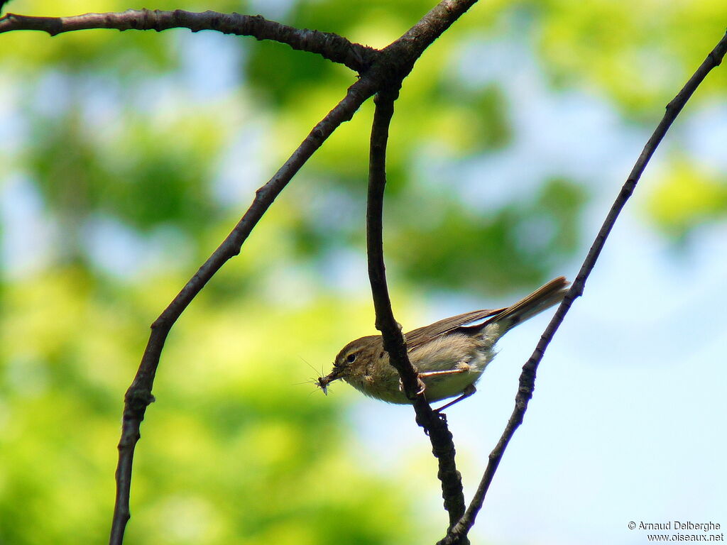 Willow Warbler