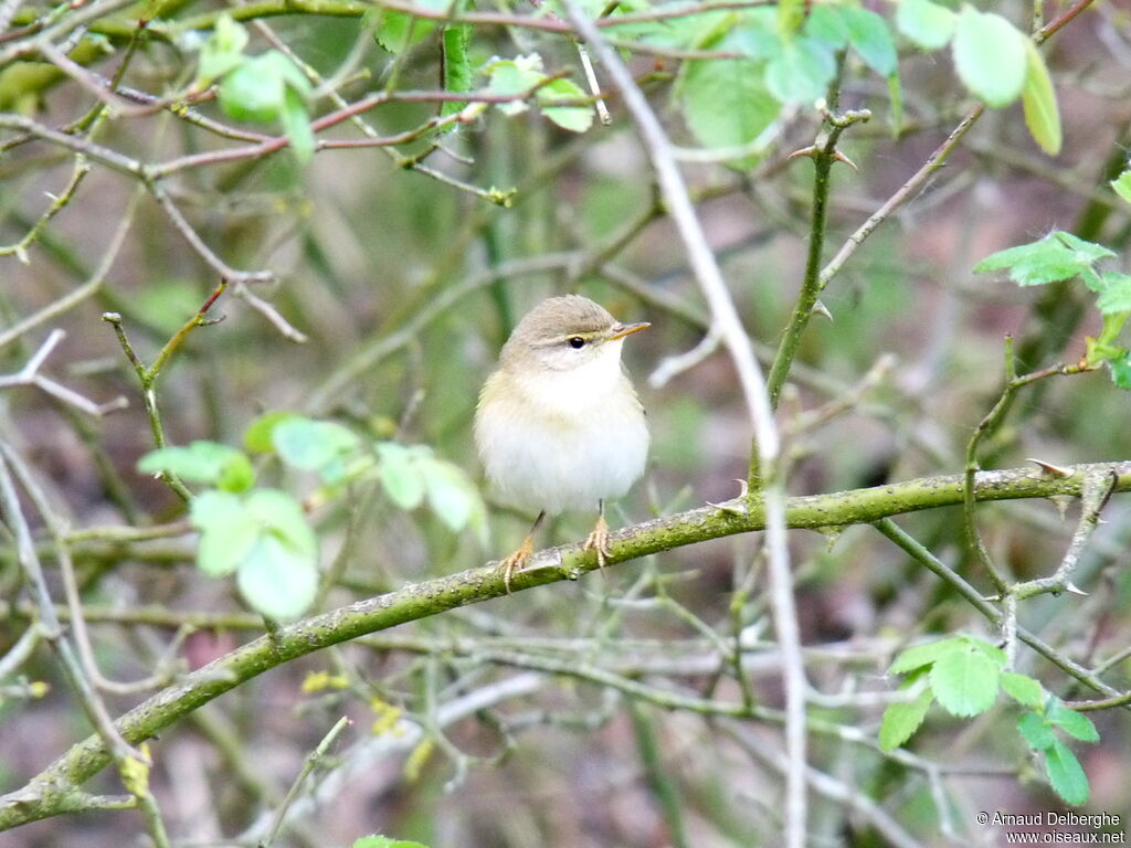 Willow Warbler