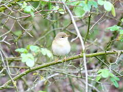 Willow Warbler