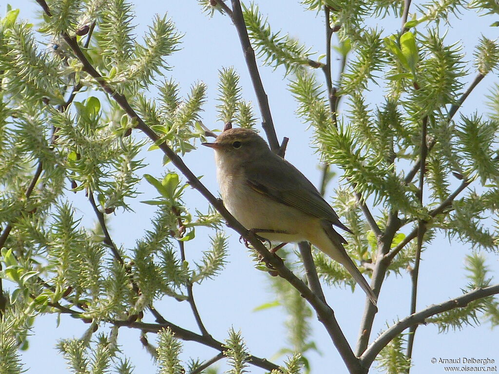 Willow Warbler