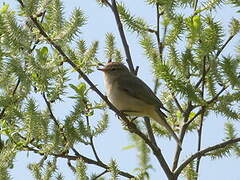 Willow Warbler