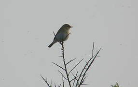 Willow Warbler