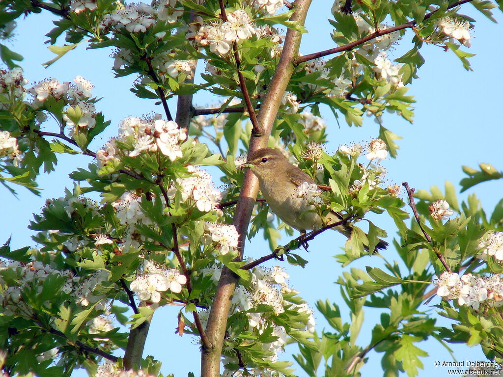 Common Chiffchaff