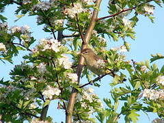 Common Chiffchaff