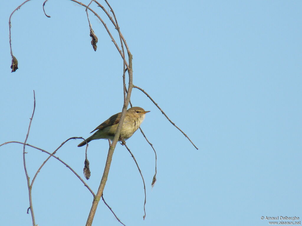 Common Chiffchaff