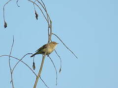 Common Chiffchaff