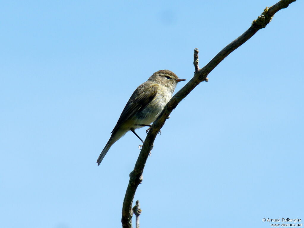 Common Chiffchaff