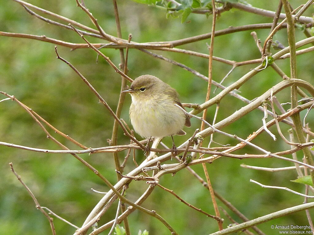 Common Chiffchaff