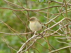 Common Chiffchaff