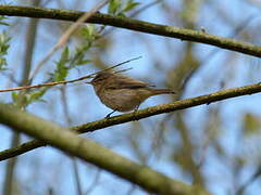 Common Chiffchaff