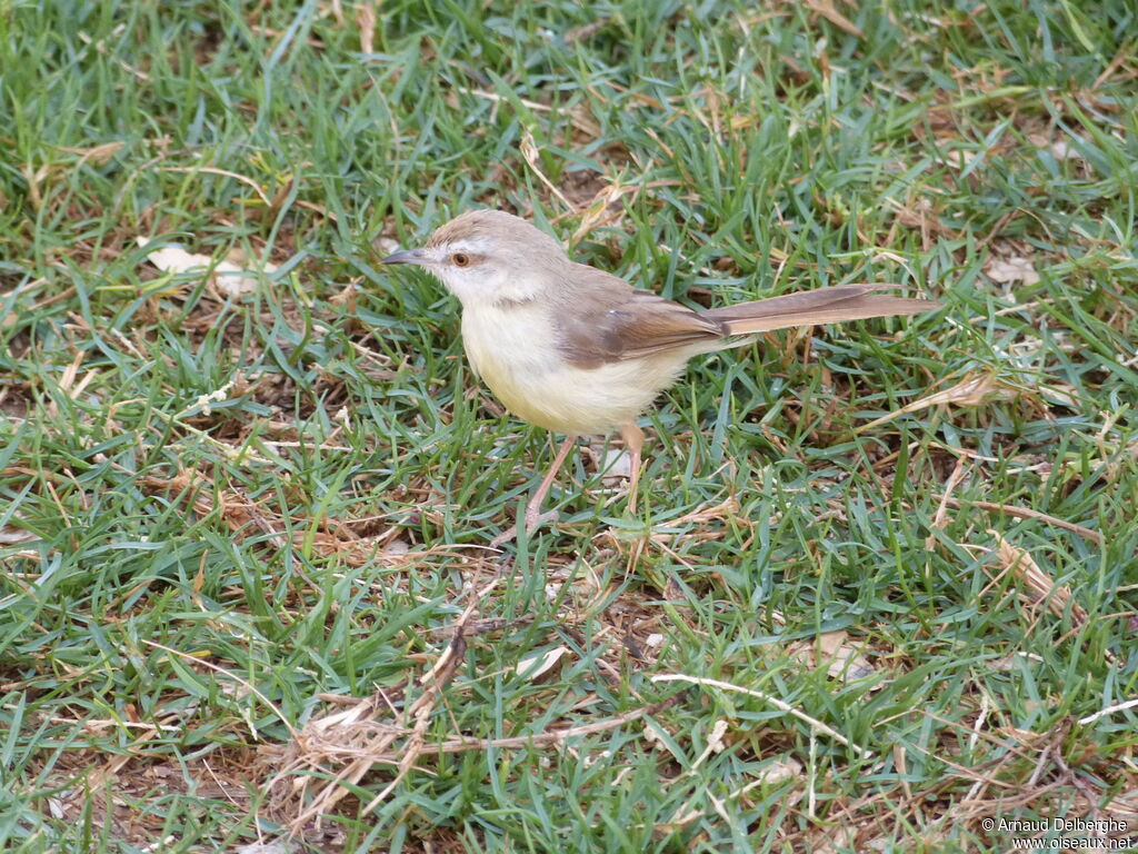 Prinia à plastron