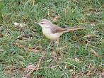 Prinia à plastron