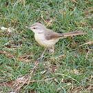 Prinia à plastron