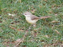 Prinia à plastron