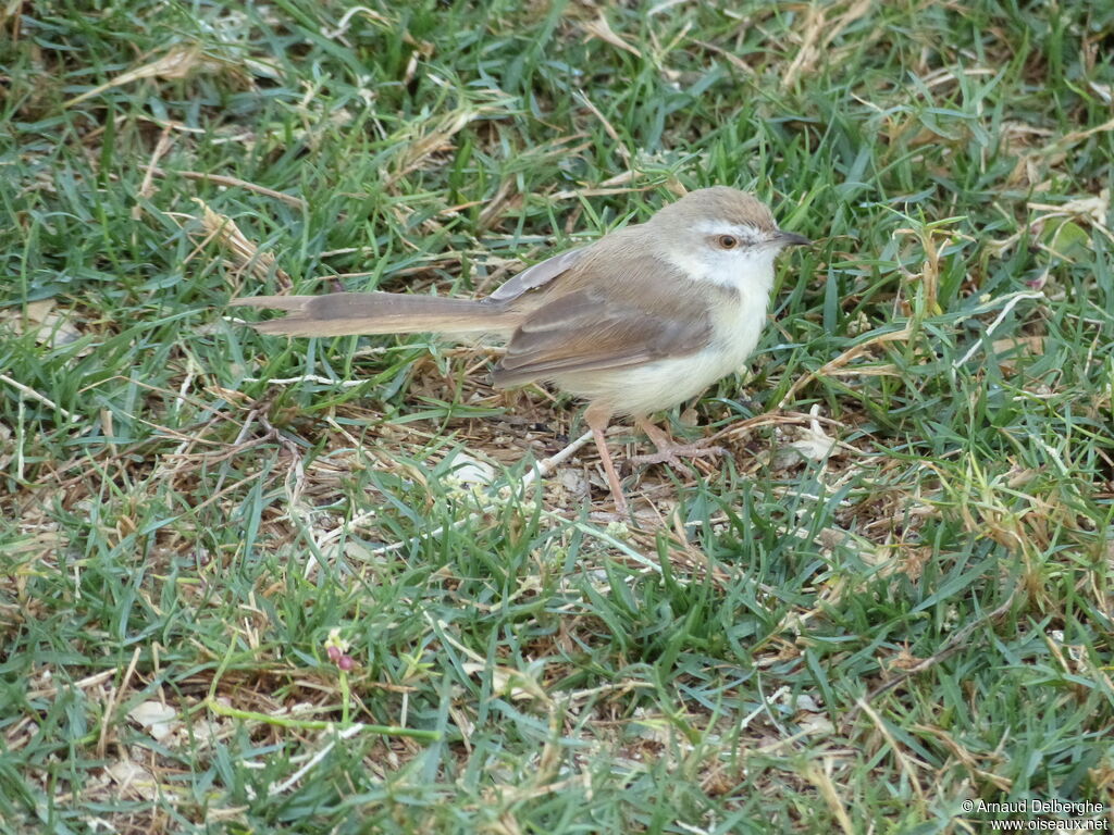 Black-chested Prinia