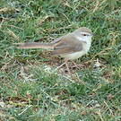 Prinia à plastron